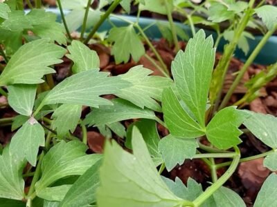 Conheça a planta idêntica ao caldo Knorr em aroma e sabor