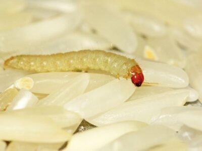 Saiba de onde vêm os bichinhos do arroz e como evitar essa infestação indesejada com dicas práticas para manter seus grãos sempre limpos e seguros