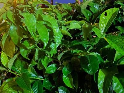 Como fazer farinha de ora-pro-nóbis na air fryer